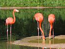 American Flamingo (WWT Slimbridge May 2014) - pic by Nigel Key
