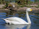 Bewick's Swan (WWT Slimbridge May 2014) - pic by Nigel Key