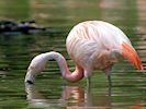 Chilean Flamingo (WWT Slimbridge July 2014) ©Nigel Key