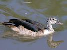 South African Comb Duck (WWT Slimbridge July 2014) - pic by Nigel Key