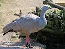 Cape Barren Goose (WWT Slimbridge July 2014) - pic by Nigel Key