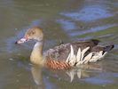 Plumed Whistling Duck (WWT Slimbridge May 2015) - pic by Nigel Key