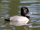 Ring-Necked Duck (WWT Slimbridge May 2015) - pic by Nigel Key