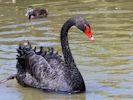 Black Swan (WWT Slimbridge June 2015) - pic by Nigel Key