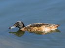 Black-Headed Duck (WWT Slimbridge June 2015) - pic by Nigel Key