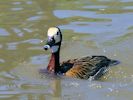 White-Faced Whistling Duck (WWT Slimbridge June 2015) - pic by Nigel Key
