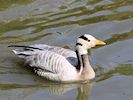 Bar-Headed Goose (WWT Slimbridge 04/05/16) ©Nigel Key