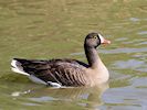 Lesser White-Fronted Goose (WWT Slimbridge May 2016) - pic by Nigel Key
