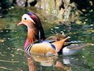 Mandarin Duck (WWT Slimbridge May 2016) - pic by Nigel Key