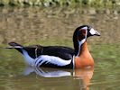 Red-Breasted Goose (WWT Slimbridge May 2016) - pic by Nigel Key
