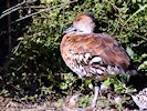 West Indian Whistling Duck (WWT Slimbridge October 2016) - pic by Nigel Key