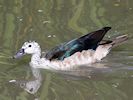 African Comb Duck (WWT Slimbridge 16/08/16) ©Nigel Key