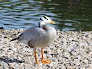 Bar-Headed Goose (WWT Slimbridge August 2016) - pic by Nigel Key