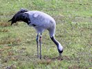 Eurasian Crane (WWT Slimbridge October 2017) - pic by Nigel Key