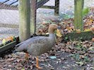 Ruddy-Headed Goose (WWT Slimbridge October 2017) - pic by Nigel Key