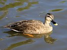 Chinese Spot-Billed Duck (WWT Slimbridge October 2017) - pic by Nigel Key
