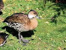 West Indian Whistling Duck (WWT Slimbridge October 2017) - pic by Nigel Key