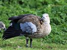 Blue-Winged Goose (WWT Slimbridge March 2017) - pic by Nigel Key