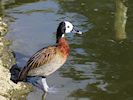 White-Faced Whistling Duck (WWT Slimbridge March 2017) - pic by Nigel Key