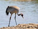 Eurasian Crane (WWT Slimbridge May 2017) - pic by Nigel Key