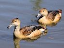 Lesser Whistling Duck (WWT Slimbridge May 2017) - pic by Nigel Key