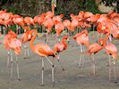 American Flamingo (WWT Slimbridge 30/11/17) ©Nigel Key