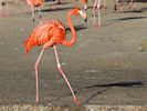 American Flamingo (WWT Slimbridge 30/11/17) ©Nigel Key