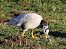Bar-Headed Goose (WWT Slimbridge November 2017) - pic by Nigel Key