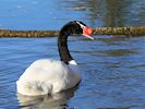Black-Necked Swan (WWT Slimbridge November2017) - pic by Nigel Key