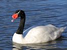 Black-Necked Swan (WWT Slimbridge November 2017) ©Nigel Key