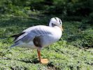 Bar-Headed Goose (WWT Slimbridge April 2018) - pic by Nigel Key