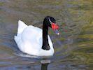 Black-Necked Swan (WWT Slimbridge April 2018) - pic by Nigel Key