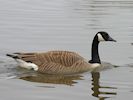 Canada Goose (WWT Slimbridge April 2018) - pic by Nigel Key