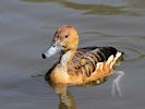 Fulvous Whistling Duck (WWT Slimbridge April 2018) - pic by Nigel Key