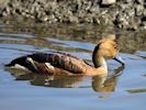 Fulvous Whistling Duck (WWT Slimbridge April 2018) - pic by Nigel Key