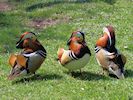 Mandarin Duck (WWT Slimbridge April 2018) - pic by Nigel Key