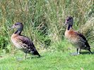 Spotted Whistling Duck (WWT Slimbridge April 2018) - pic by Nigel Key