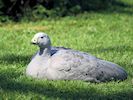 Cape Barren Goose (WWT Slimbridge September 2018) - pic by Nigel Key