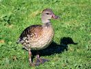 Spotted Whistling Duck (WWT Slimbridge September 2018) - pic by Nigel Key