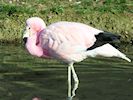 Andean Flamingo (WWT Slimbridge 25/03/19) ©Nigel Key