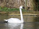 Whistling Swan (Slimbridge March 2019)
