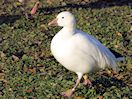 Snow Goose (WWT Slimbridge 29/11/19) ©Nigel Key