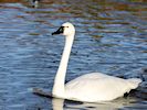 Whistling Swan (WWT Slimbridge November 2019) - pic by Nigel Key