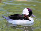 Bufflehead (WWT Slimbridge May 2014) - pic by Nigel Key