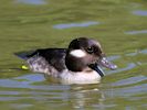 Bufflehead (WWT Slimbridge June 2015) - pic by Nigel Key