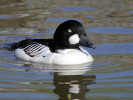 Goldeneye (WWT Slimbridge April 2011) - pic by Nigel Key