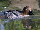 Goldeneye (WWT Slimbridge September 2013) - pic by Nigel Key