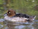 Goldeneye (WWT Slimbridge September 2013) - pic by Nigel Key