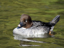 Goldeneye (WWT Slimbridge April 2011) - pic by Nigel Key