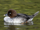 Goldeneye (WWT Slimbridge April 2011) - pic by Nigel Key